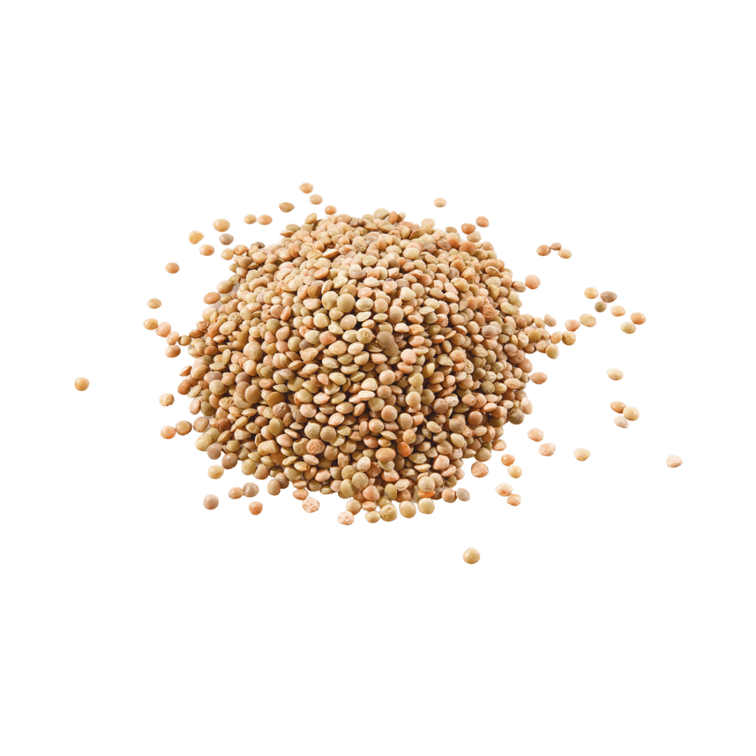Lenticchie QM